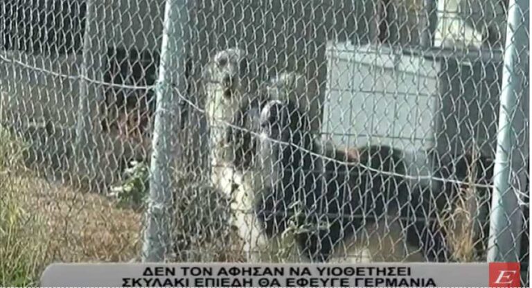 Σέρρες: Δεν τον άφησαν να υιοθετήσει σκυλάκι γιατί θα έφευγε στη Γερμανία- video