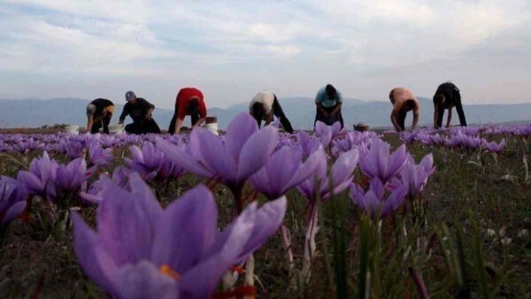 παραγωγή Κρόκου Κοζάνης