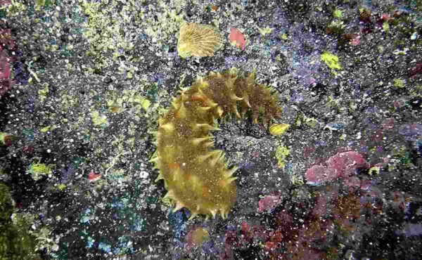 Θαλάσσια αγγούρια