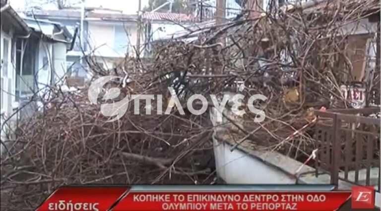 Σέρρες: Κόπηκε το επικίνδυνο δέντρο μετά το ρεπορτάζ του Επιλογές -video
