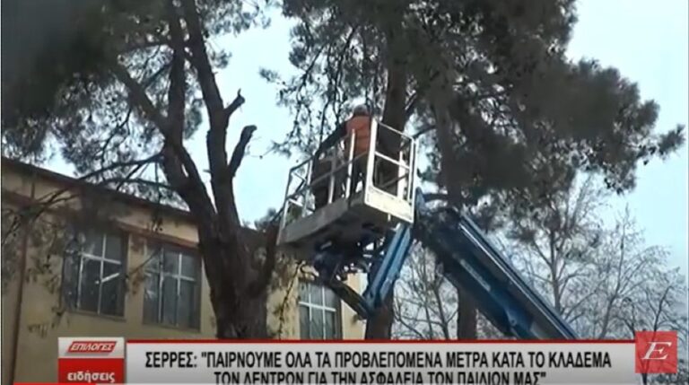 Σέρρες: Κλαδεύονται τα δέντρα στα σχολεία- “Παίρνουμε όλα τα προβλεπόμενα μέτρα”