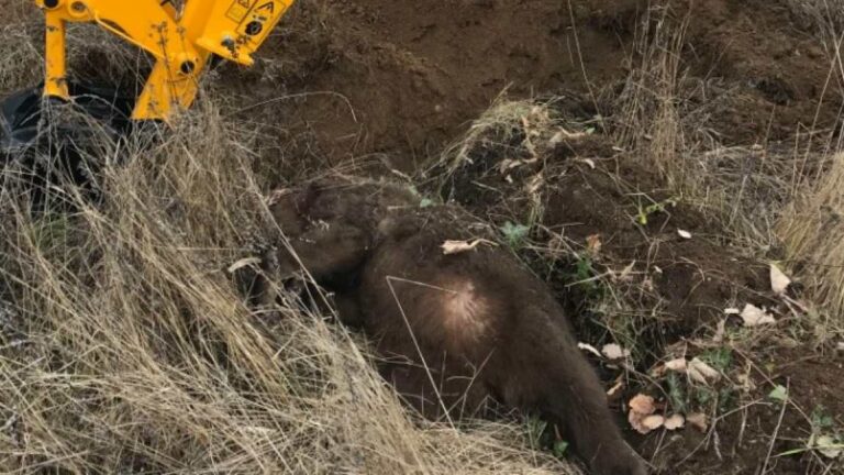 Φλώρινα: Θηλυκή αρκούδα νεκρή, μέσα σε χωράφι, μετά από τροχαίο