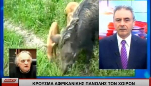 Υπ. Αγροτικής Ανάπτυξης: Kρούσμα της αφρικανικής πανώλης χοίρων στις Σέρρες- video