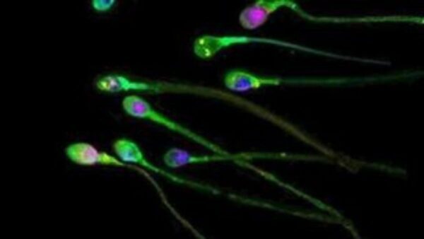 δωρητές σπέρματος