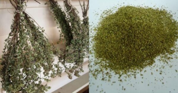 Ρίγανη: Το ελληνικό βότανο με τις μοναδικές ιδιότητες – Χρήσεις και οφέλη