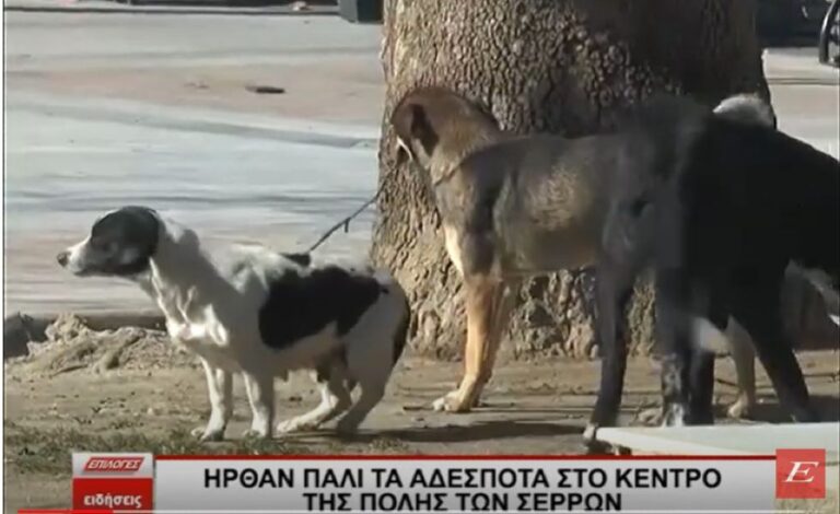 Εμφανίστηκαν πάλι αδέσποτα στο κέντρο των Σερρών -video