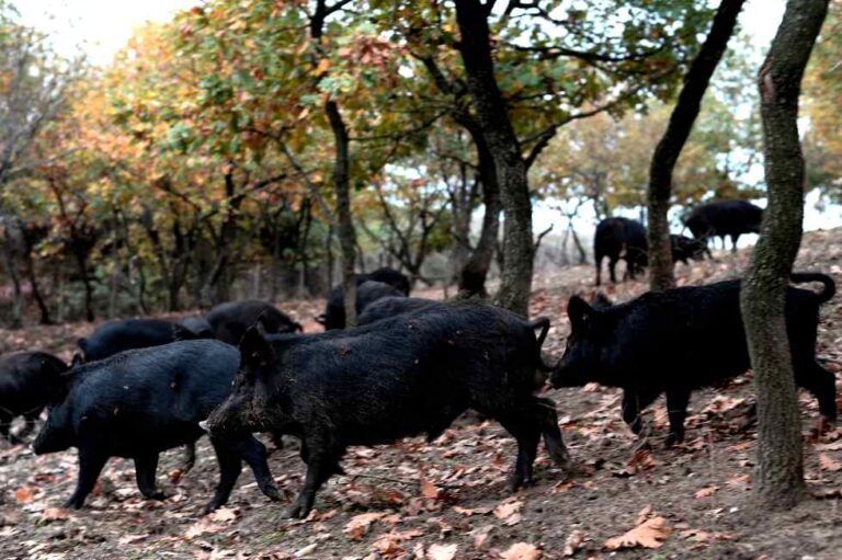 Μαύρος χοίρος: Το εθνικό μας γουρούνι μεγαλώνει στον Όλυμπο και τρέφεται με ελιά