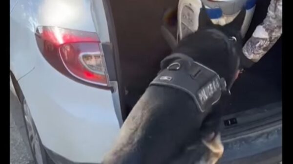 Ο «Ακύλας» ξετρύπωσε ναρκωτικά σε παιδικό κάθισμα αυτοκινήτου