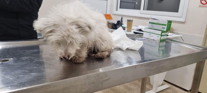 Έψαχναν κτηνίατρο στο Κυνοκομείο Σερρών αλλά δεν υπήρχε- Κατέληξε ο σκυλάκος -video