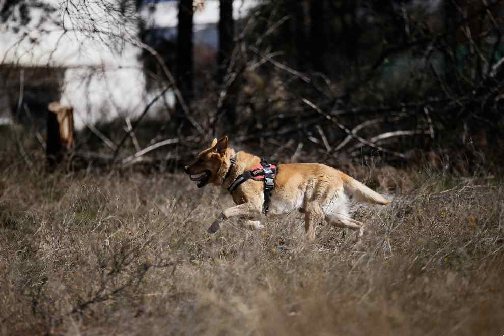 Φιντέλ, Τάλως, Έκτωρ: τα σκυλιά της 2ης ΕΜΑΚ που σώζουν ζωές