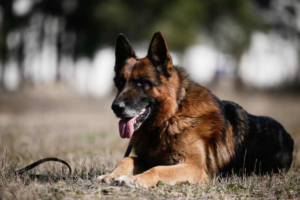 Φιντέλ, Τάλως, Έκτωρ: τα σκυλιά της 2ης ΕΜΑΚ που σώζουν ζωές