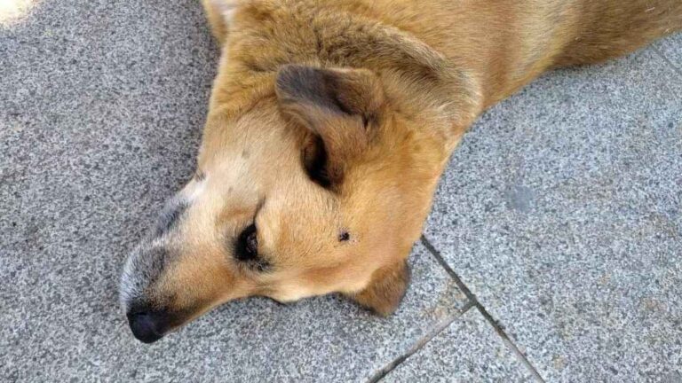 Σέρρες: Έσβησε το τσιγάρο του στο κεφάλι αδέσποτου σκυλιού