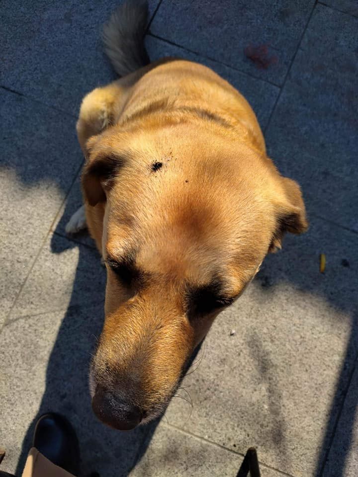 Σέρρες: Έσβησε το τσιγάρο του στο κεφάλι αδέσποτου σκυλιού