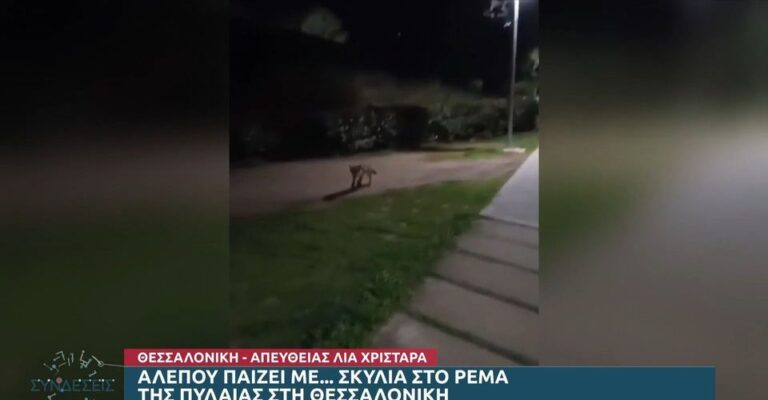 Θεσσαλονίκη: Αλεπού παίζει καθημερινά με σκυλιά στο ρέμα Πυλαίας