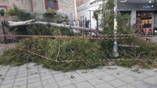 «Φύσηξε» προβλήματα ο Βαρδάρης - Πτώσεις δέντρων και διακοπές ηλεκτροδότησης