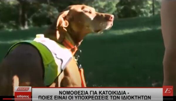 Νομοθεσία για κατοικίδια - Ποιες είναι οι υποχρεώσεις των ιδιοκτητών;