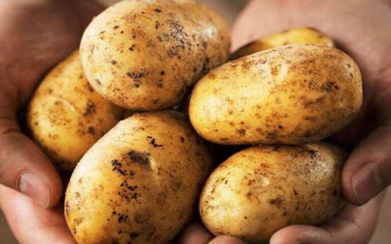 Πατατοπαραγωγοί Σερρών: “30 λεπτά οι πατάτες της Άνω Βροντού και δεν μπορούμε να τις πουλήσουμε”