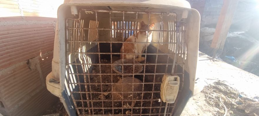 Εικόνες που σοκάρουν στις Σέρρες -Σκυλιά, γάτες, κατσικάκια και αρνιά δεμένα σε άθλιες συνθήκες