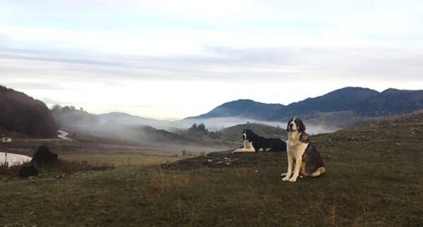 Καρδίτσα: Οι γηγενείς φυλές ποιμενικών σκύλων, προσφέρουν υπηρεσίες στον άνθρωπο από την αρχαιότητα μέχρι σήμερα