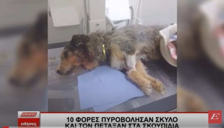 Σέρρες: Πυροβόλησε άκακο σκυλάκι -Του έριξε τουλάχιστον 10 φορές και το πέταξε να ψυχορραγεί στα σκουπίδια