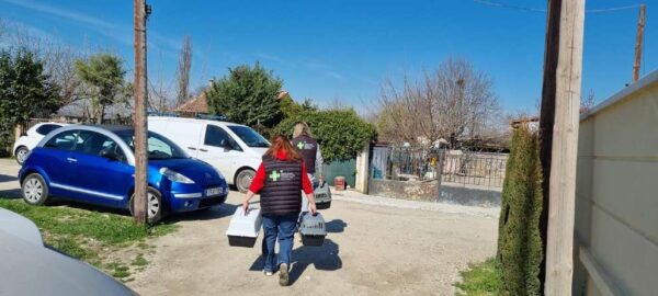 Τετραήμερο πρόγραμμα δωρεάν μαζικών στειρώσεων σε αδέσποτες γατούλες από τον ΦΟΣ και την Vets in action