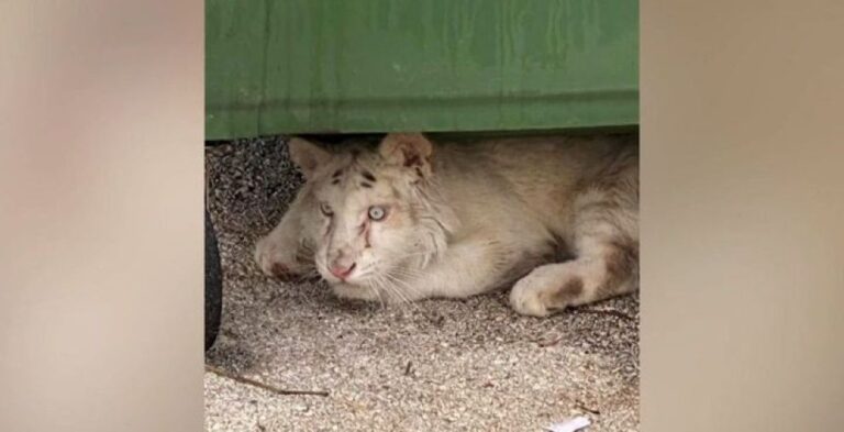 Κέντρο διάσωσης αγρίων ζώων θέλει να φιλοξενήσει το τιγράκι που βρέθηκε εγκαταλελειμμένο