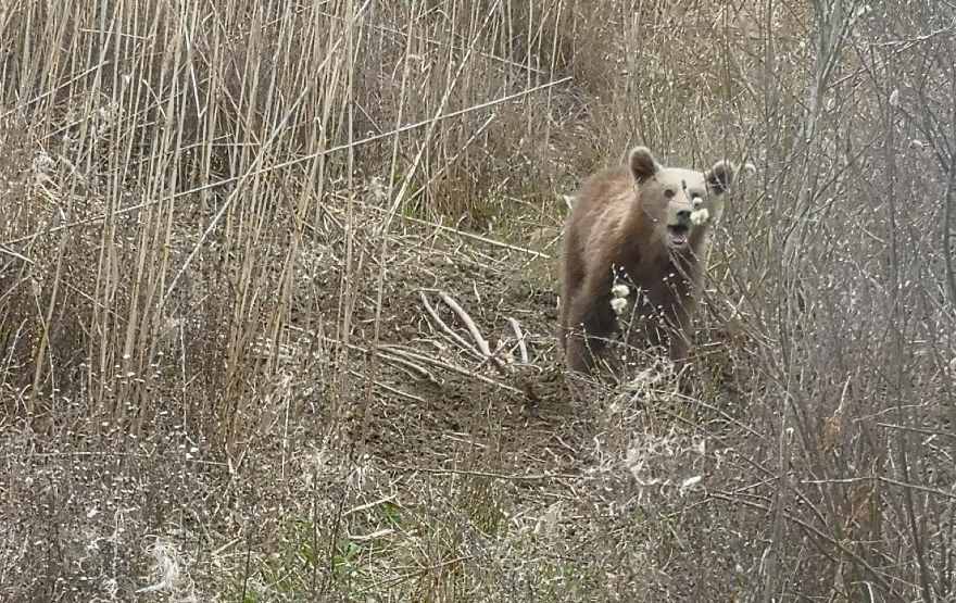 Φλώρινα: Σε συρμάτινη θηλιά πιάστηκε νεαρό αρκουδάκι στις Πρέσπες