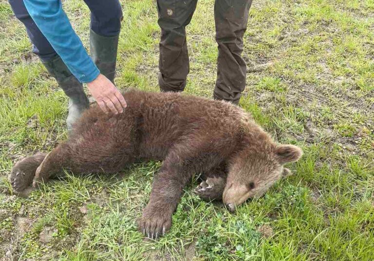 Φλώρινα: Σε θηλιά για αγριογούρουνα πιάστηκε νεαρό αρκουδάκι στις Πρέσπες