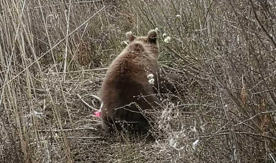 Φλώρινα: Σε συρμάτινη θηλιά πιάστηκε νεαρό αρκουδάκι στις Πρέσπες