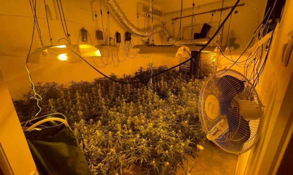 Συνελήφθη 32χρονος που καλλιεργούσε δενδρύλλια κάνναβης σε γλάστρες