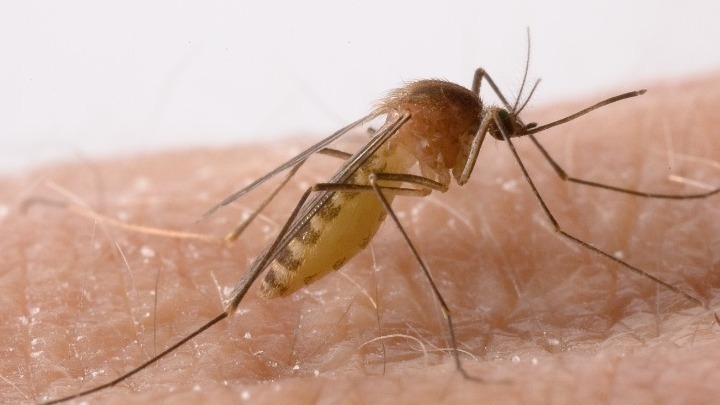 Κεντρική Μακεδονία: Περισσότερα φέτος τα κουνούπια λόγω βροχών