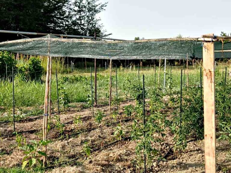 Δήμος Σερρών: Πρόσκληση για τη νέα καλλιεργητική περίοδο στο Δημοτικό Λαχανόκηπο