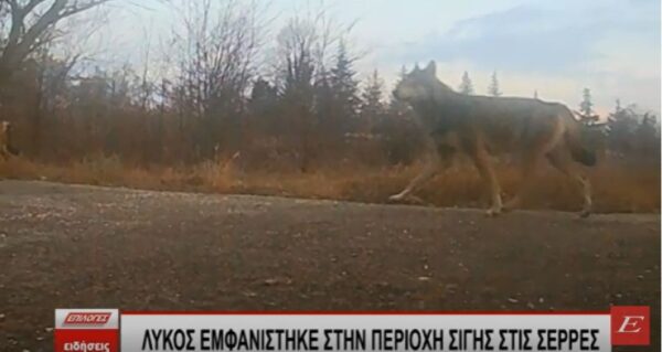 Τι λέει η ΔΑΟΚ Σερρών για την εμφάνιση λύκου στην περιοχή Σιγής