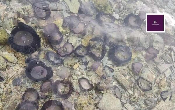 Πήλιο: Κοπάδια από μαύρες μέδουσες γέμισαν τις θάλασσες- “Μαύρισαν” οι παραλίες