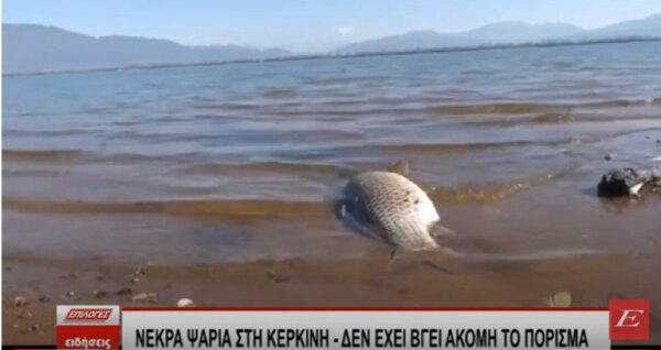 Νεκρά ψάρια στη Κερκίνη: Χωρίς απάντηση μέχρι σήμερα το φαινόμενο- Video