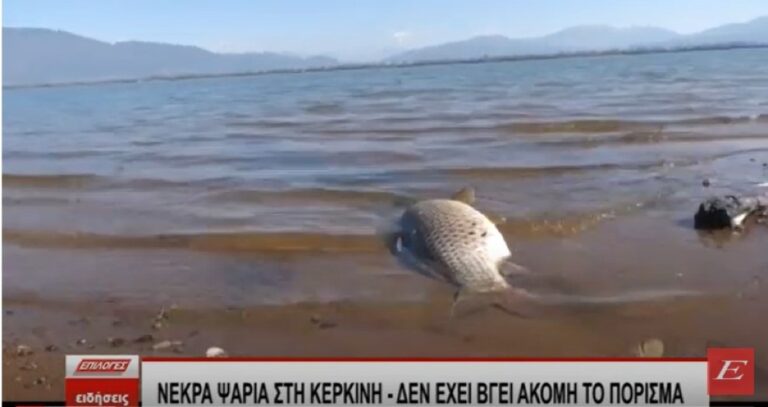 Νεκρά ψάρια στην Κερκίνη: Χωρίς απάντηση μέχρι σήμερα το φαινόμενο- Video