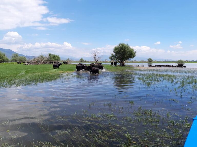 Σέρρες, Ιδιοκτήτης φάρμας νεροβούβαλων: “Τα τσακάλια τρώνε τα ζώα μας”- video