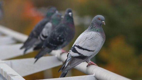 Θεσσαλονίκη: «Οι αρουραίοι του αέρα» κάνουν κατάληψη στις πόλεις