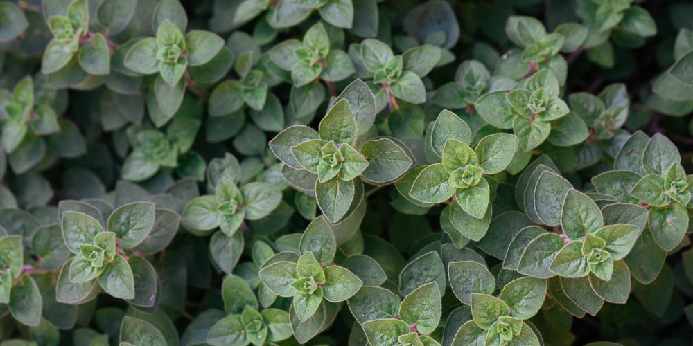 Ρίγανη - Το ελληνικό αρωματικό που είναι φυσικό αντιβιοτικό και ρίχνει τη χοληστερόλη