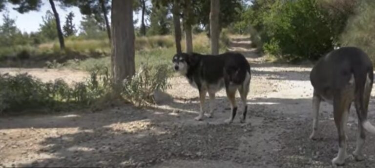 Θεσσαλονίκη: Σκότωσε αδέσποτο σκύλο που του επιτέθηκε -Καλείται να πληρώσει 30.000 ευρώ