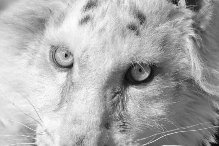 Έγινε ευθανασία στο λευκό τιγράκι: Τι αναφέρει το Αττικό Πάρκο για τη Χασίγια