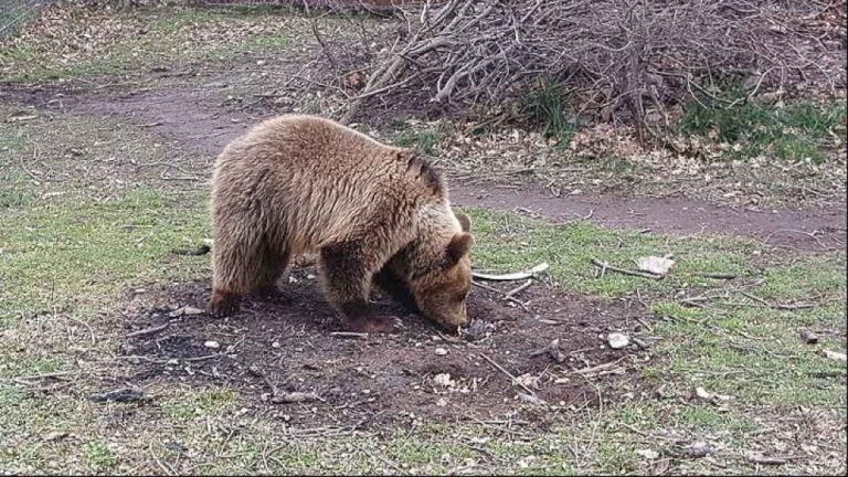 Εμφανίστηκε αρκούδα στον Χορτιάτη- Τι αναφέρει σε ανακοίνωσή του ο Δήμος, τι κάνουμε αν συναντήσουμε αρκούδα