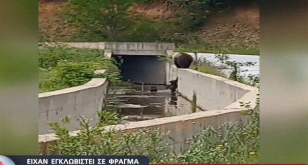 Φλώρινα: Η στιγμή που αρκούδα προσπαθεί να απεγκλωβίσει τα μικρά της από το φράγμα