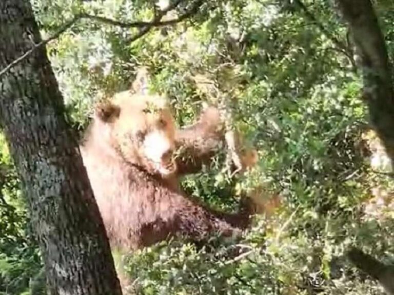 Αρκούδα μάσησε κορμό δέντρου για να απελευθερωθεί από παγίδα