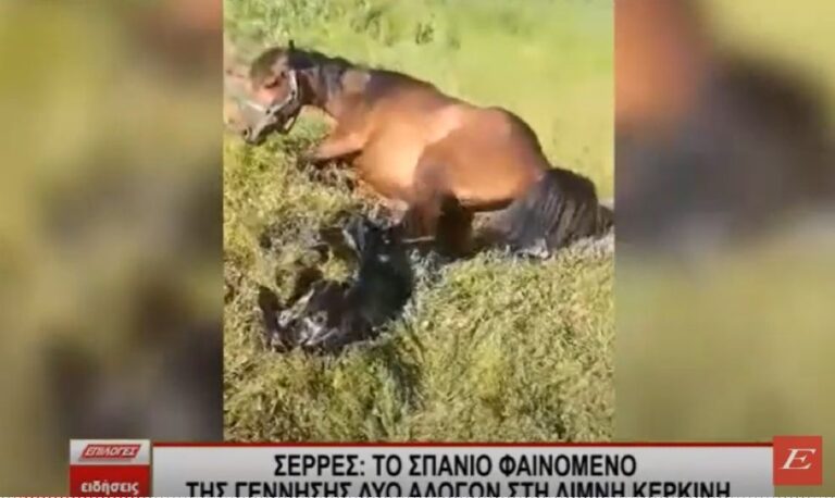 Δείτε βίντεο: Η γέννηση των δίδυμων αλόγων στην Κερκίνη -“Τριάντα χρόνια αλογάς, πρώτη φορά συμβαίνει αυτό”