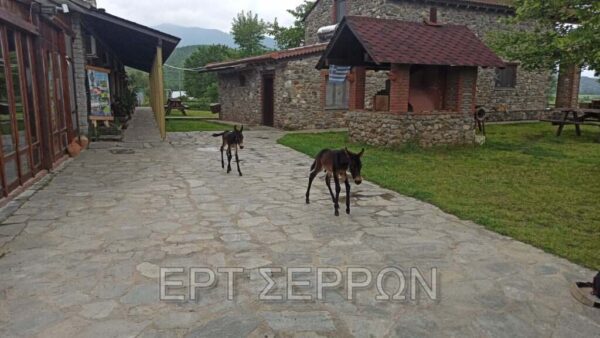 Σέρρες: Σπάνιο φαινόμενο σε φάρμα αλόγων -Φοράδα γέννησε δίδυμα πουλάρια