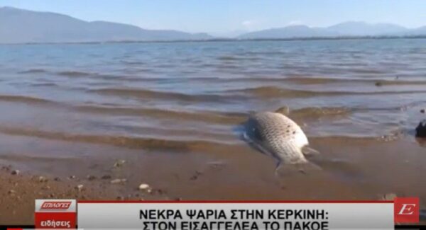 Νεκρά ψάρια στην Κερκίνη - Στον εισαγγελέα το ΠΑΚΟΕ