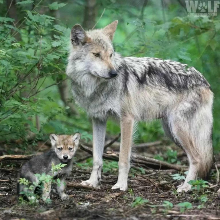 Κρυφή κάμερα πιάνει μητέρα λύκο να αγκαλιάζει το ανήσυχο μωρό της για να κοιμηθεί