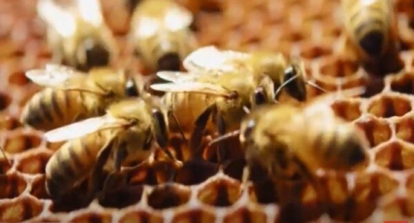 ΔΑΟΚ Σερρών: Ενημέρωση Μελισσοκόμων να μην μετακινήσουν τις κυψέλες τους στην περιοχή της Χρυσοπηγής