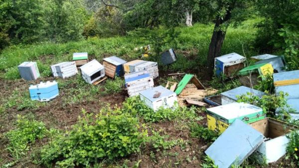 «Καλλιστώ»: Μέτρα για αρκούδα που τρώει μέλι σπάζοντας κυψέλες παραγωγών